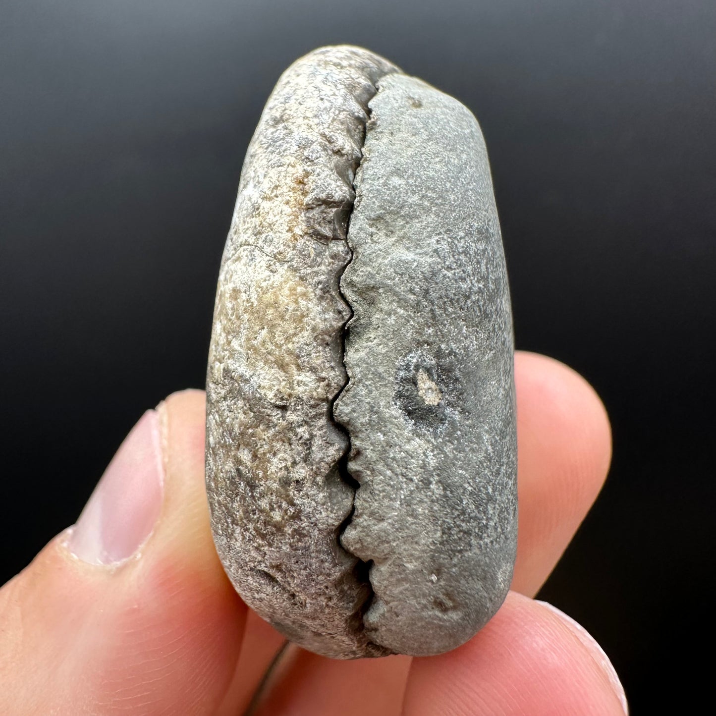 Dactylioceras Ammonite nodule (split pair) Fossil With Box And Stand - Whitby, North Yorkshire Jurassic Coast Yorkshire Fossils