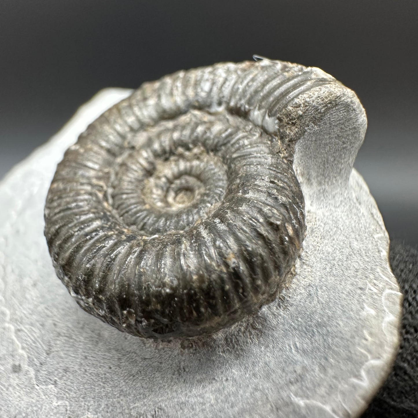 Porpoceras vortex ammonite fossil with box and stand - Whitby, North Yorkshire Jurassic Coast, Yorkshire fossils