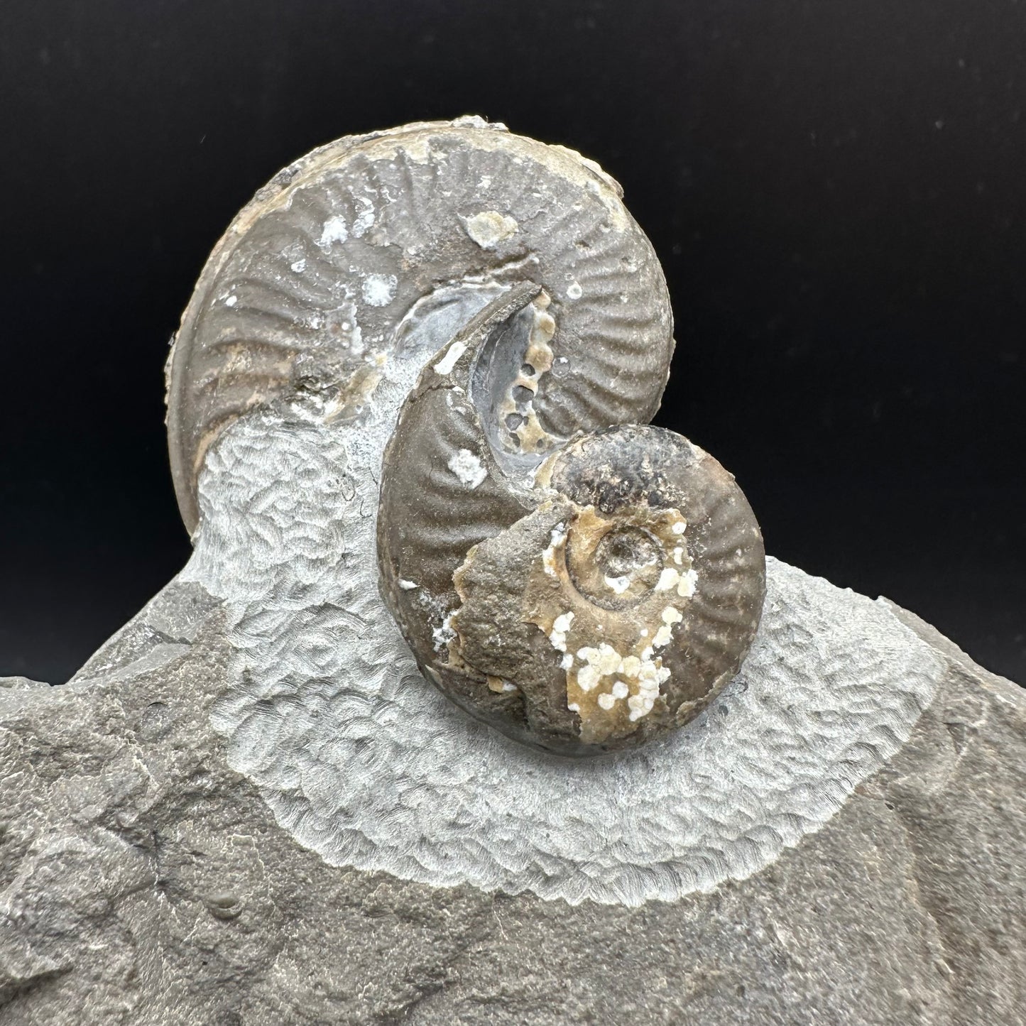Eleganticeras Elegantulum ammonite fossil with stand - Whitby, North Yorkshire Jurassic Coast, Yorkshire Fossils