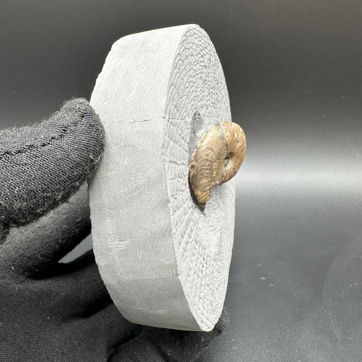Eleganticeras Elegantulum ammonite with box and stand - Whitby, North Yorkshire Jurassic Coast, Yorkshire Fossils
