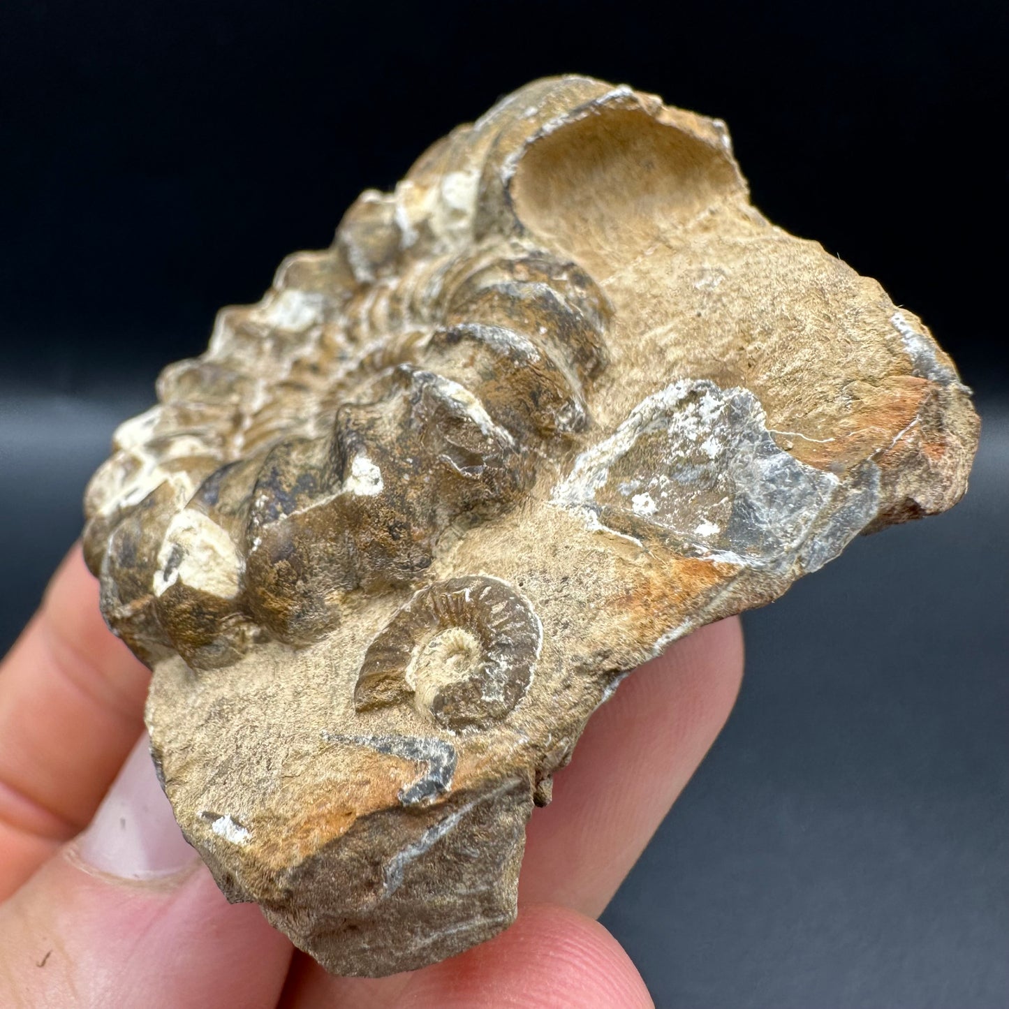 Androgynoceras capricornus Ammonite fossil with box and stand - Whitby, North Yorkshire Jurassic Coast Yorkshire Fossils