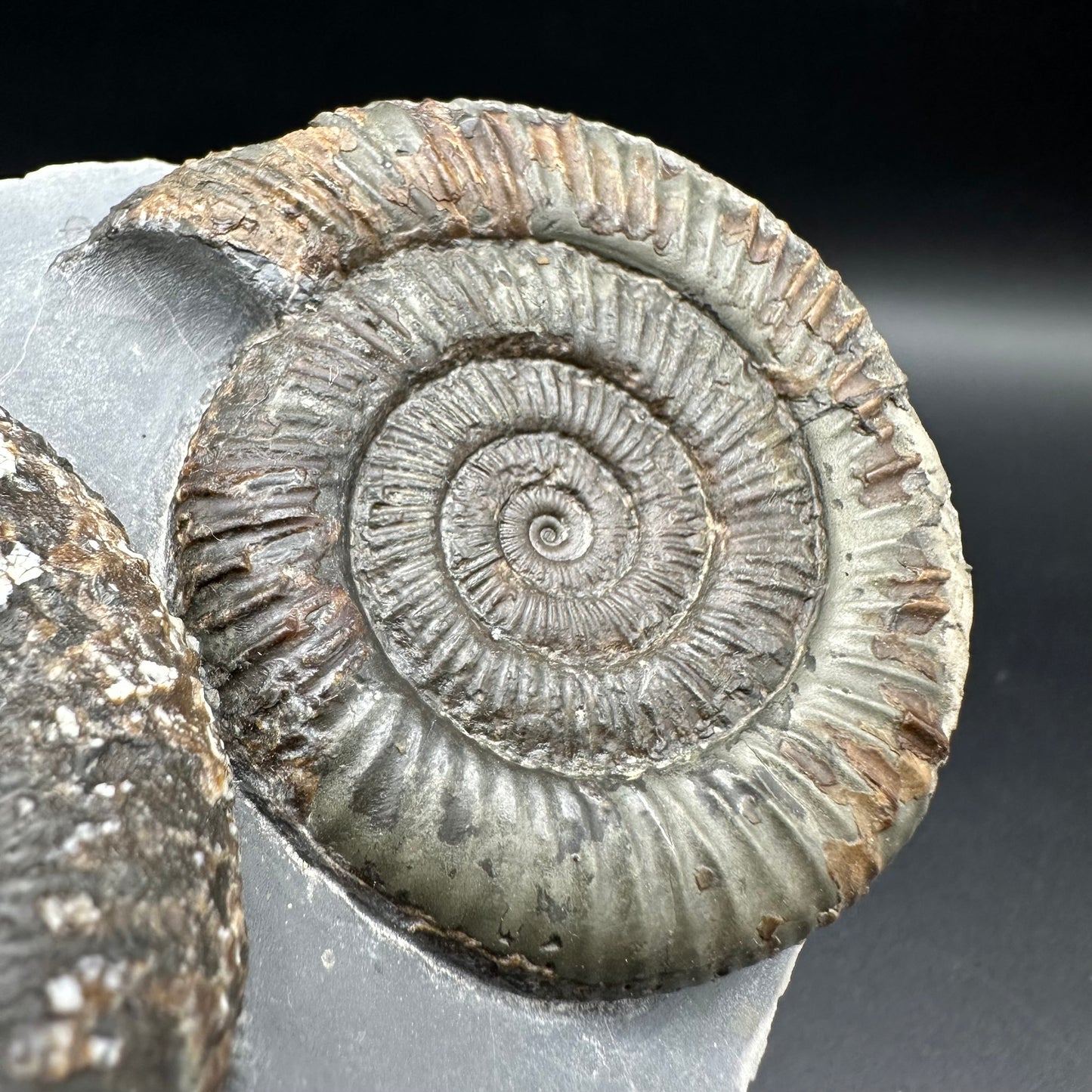 Dactylioceras Multi ammonite fossil with box and stand - Whitby, North Yorkshire Jurassic Coast, Yorkshire Fossils