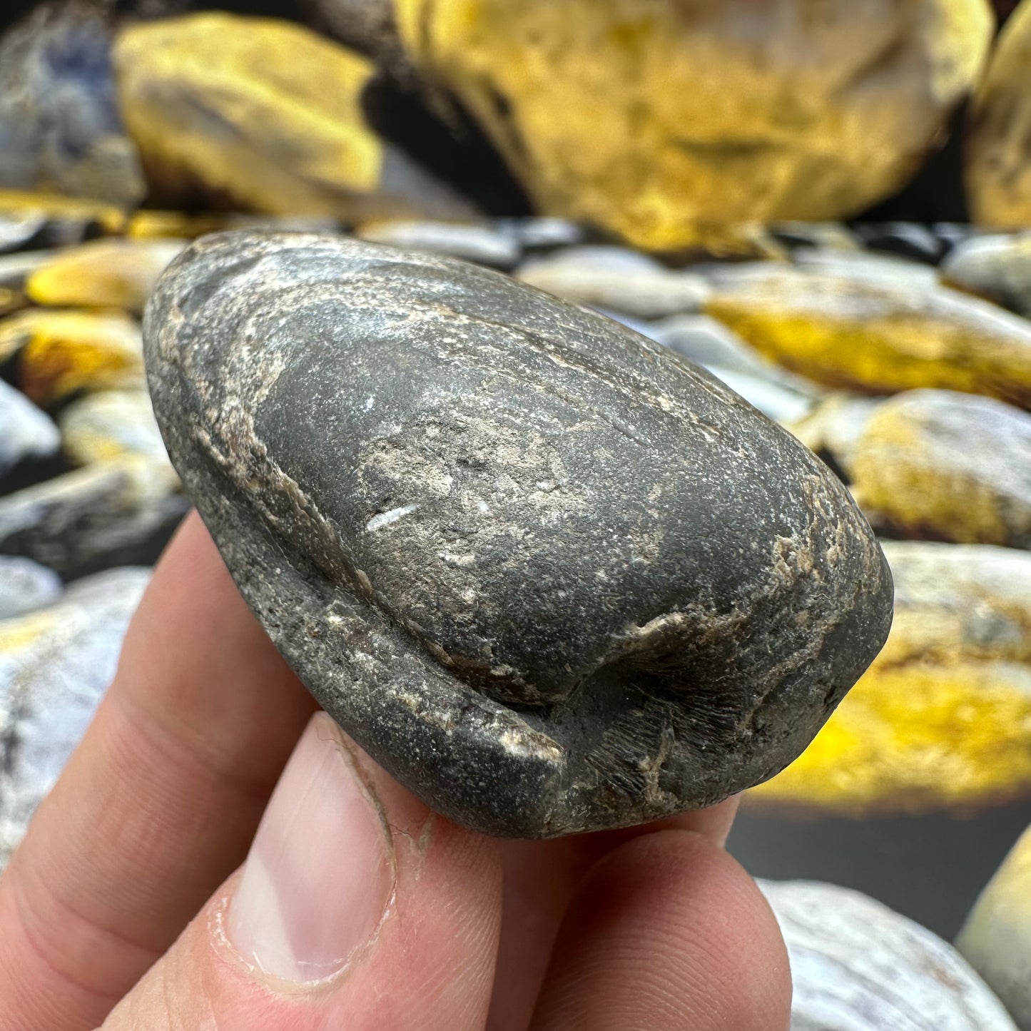 Shell fossil - Whitby, North Yorkshire