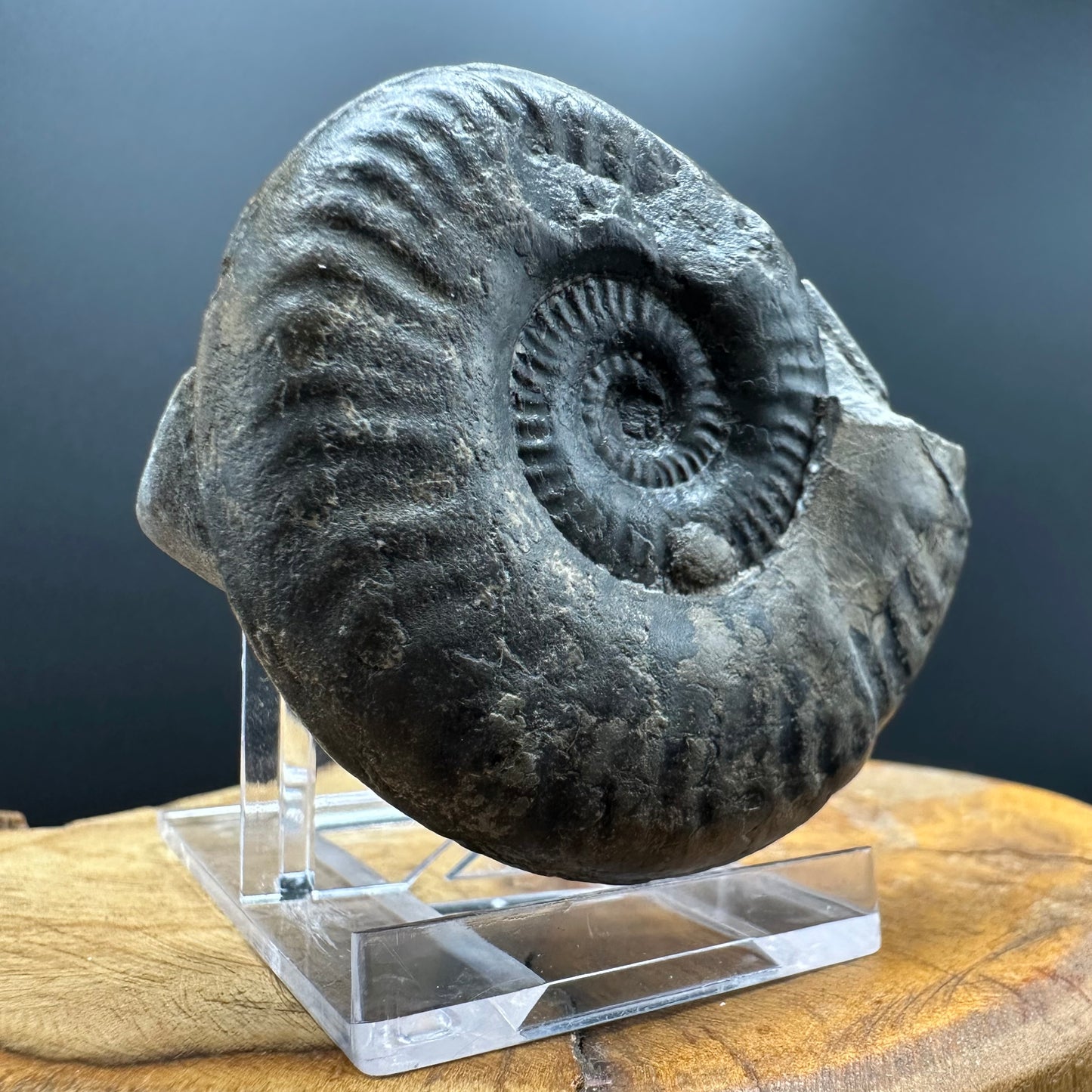 Grammoceras thoaurense Ammonite shell fossil with box and stand - Whitby, North Yorkshire, Yorkshire Fossils from the Jurassic Coast
