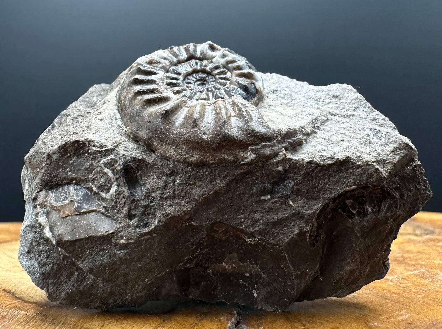 Amaltheus subnodosus Ammonite fossil with stand - Whitby, North Yorkshire Jurassic Coast Yorkshire Fossils