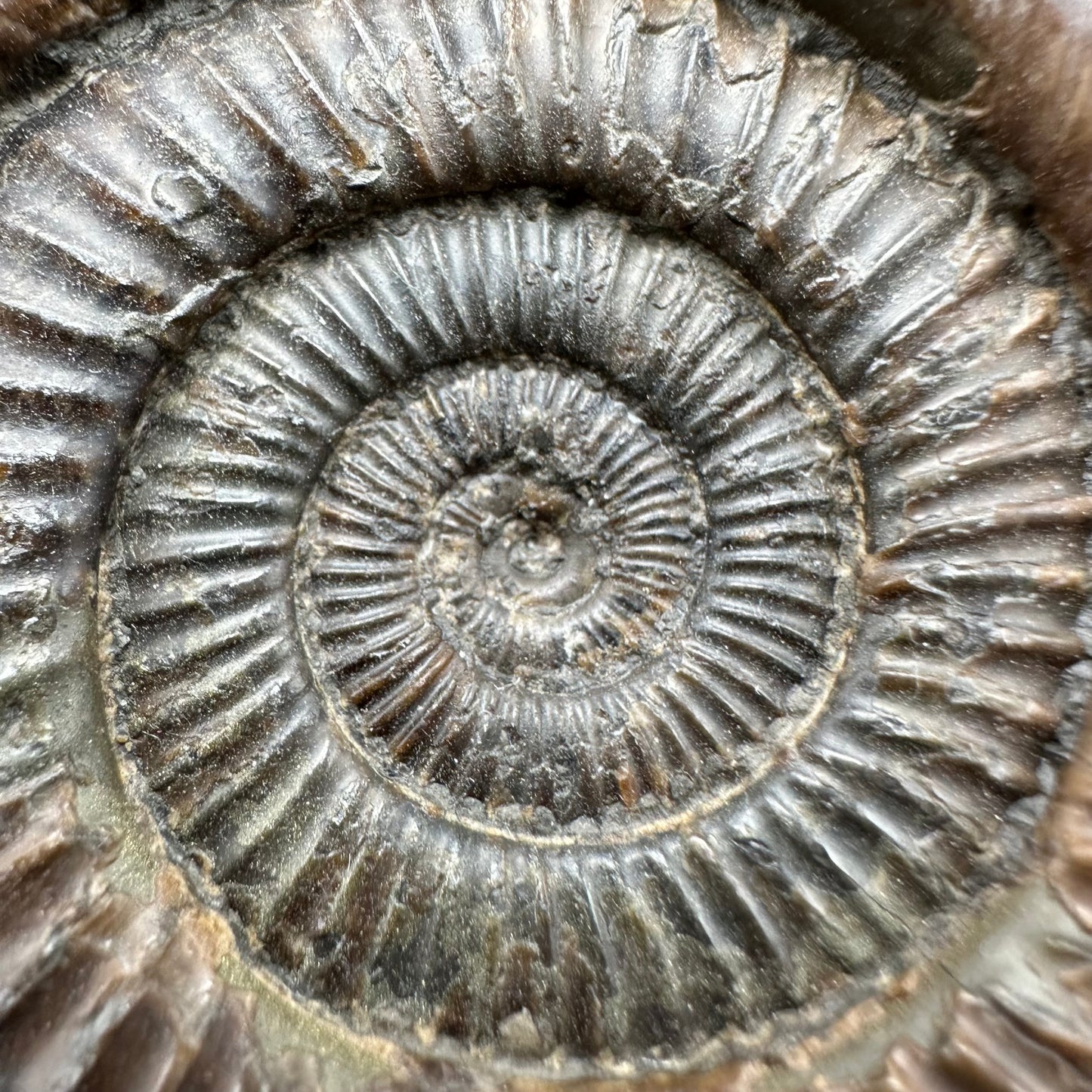 Dactylioceras Ammonite Fossil With Box And Stand - Whitby, North Yorkshire Jurassic Coast Yorkshire Fossils