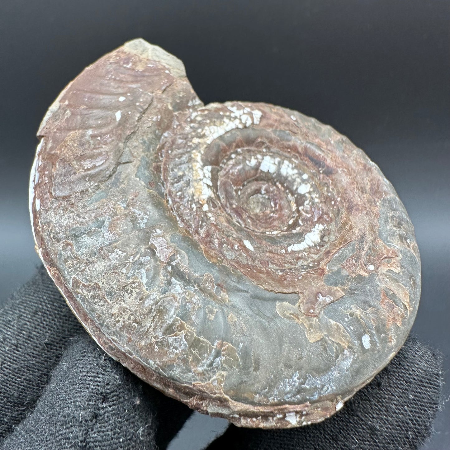 Hildoceras Bifrons Ammonite fossil with box and stand - Whitby, North Yorkshire Jurassic Coast, Yorkshire Fossils from the Jurassic Coast