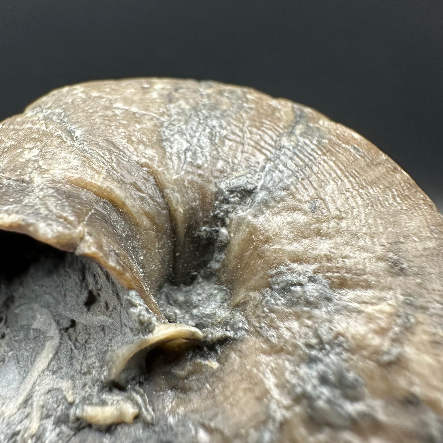 Gastropod Shell Fossil With Box And Stand - Whitby, North Yorkshire, Jurassic Coast, Yorkshire Fossils