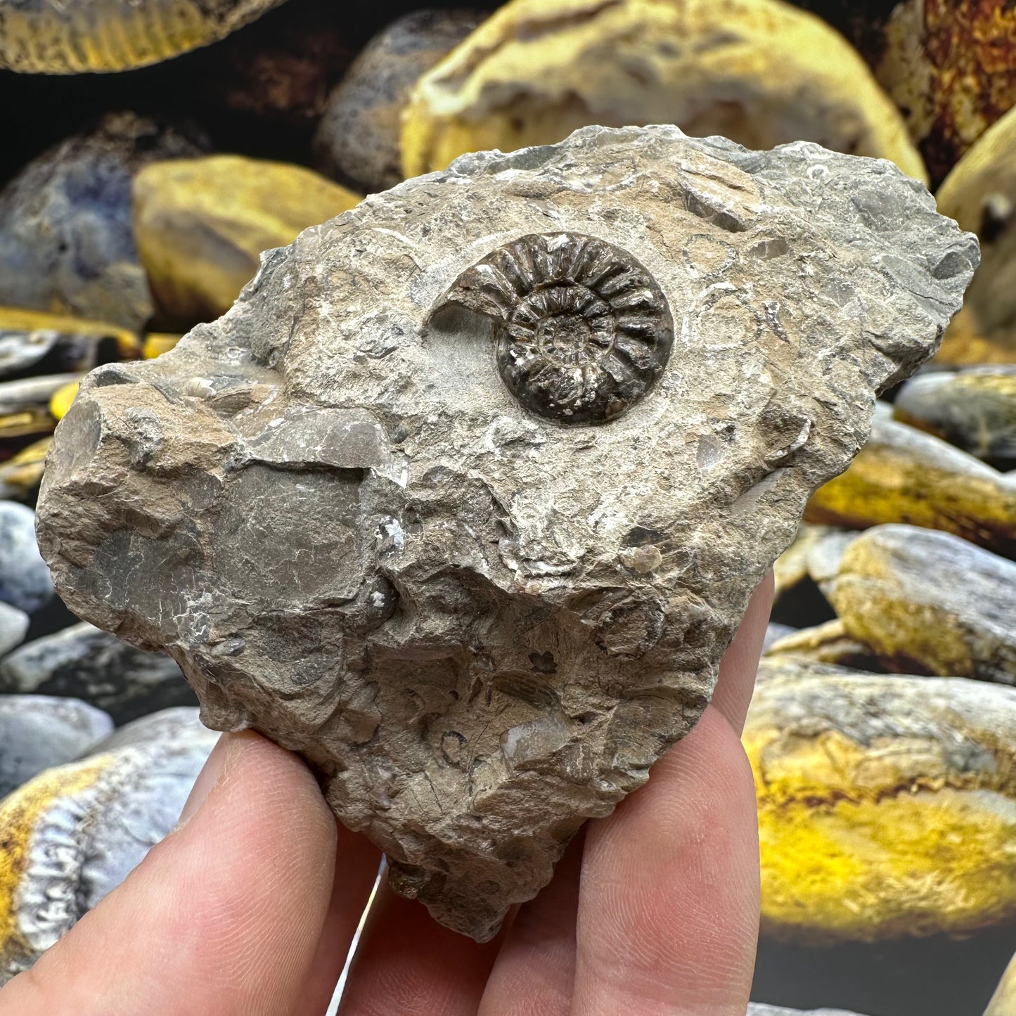 Amaltheus subnodosus ammonite fossil - Whitby, North Yorkshire Jurassic Coast, Yorkshire Fossils