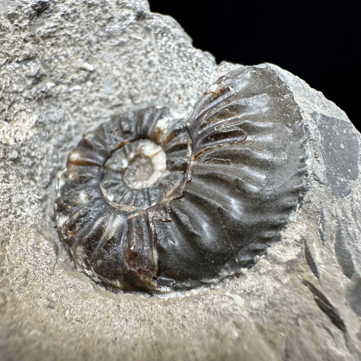 Amaltheus subnodosus Ammonite fossil with box and stand - Whitby, North Yorkshire Jurassic Coast Yorkshire Fossils