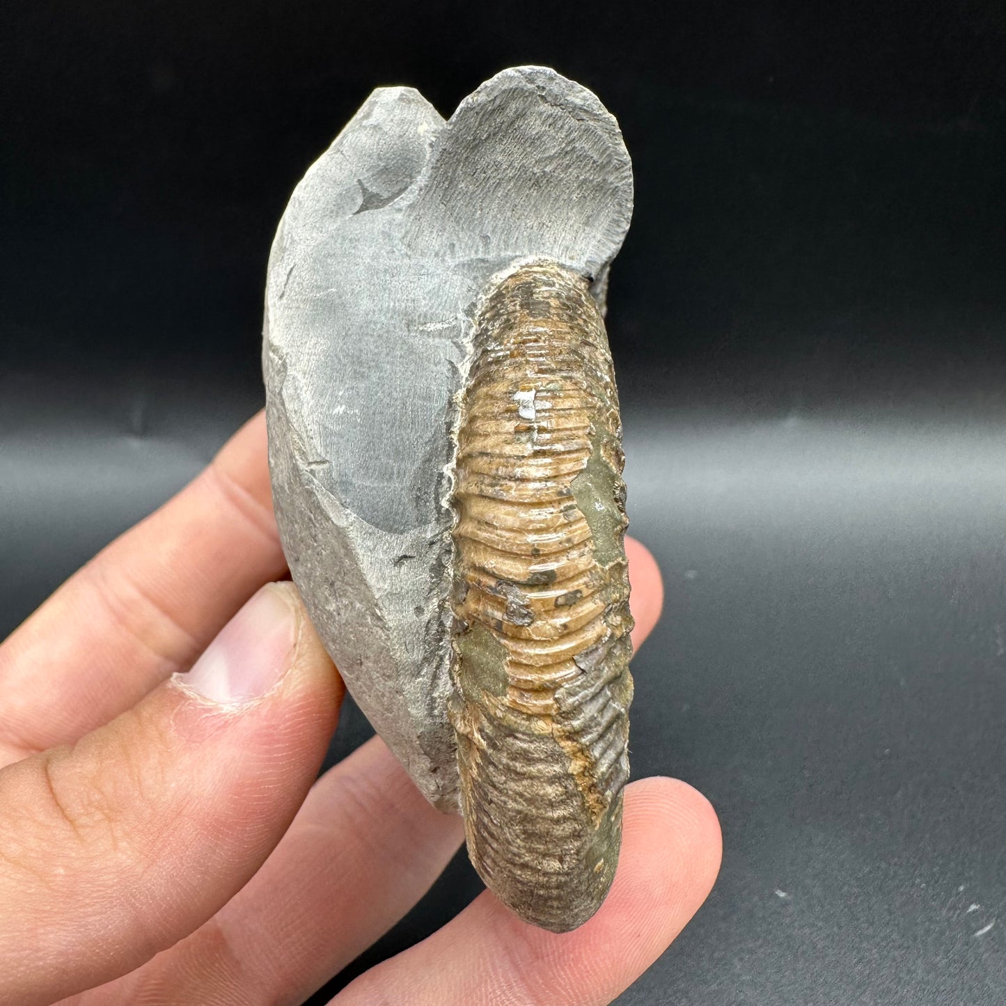 Dactylioceras Ammonite Fossil With Box And Stand - Whitby, North Yorkshire Jurassic Coast Yorkshire Fossils