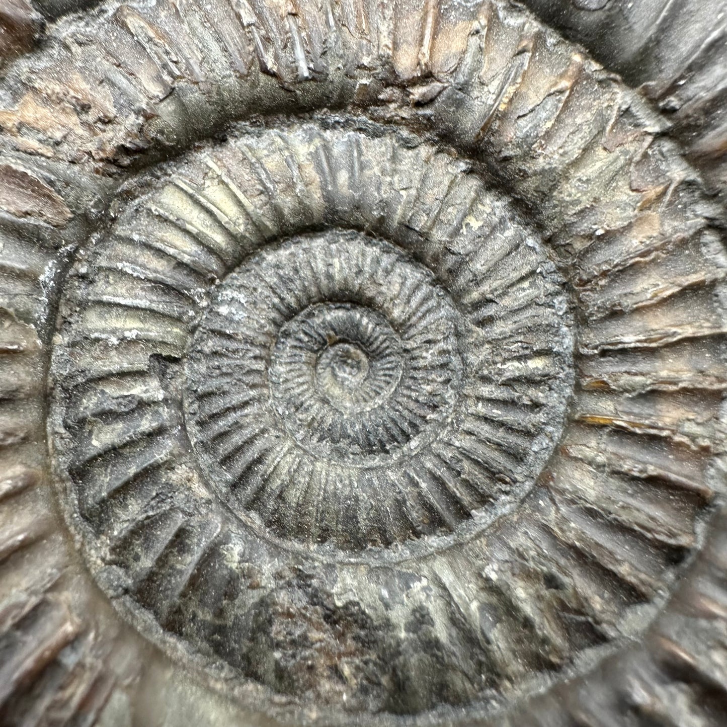 Dactylioceras Ammonite Fossil With Box And Stand - Whitby, North Yorkshire Jurassic Coast Yorkshire Fossils