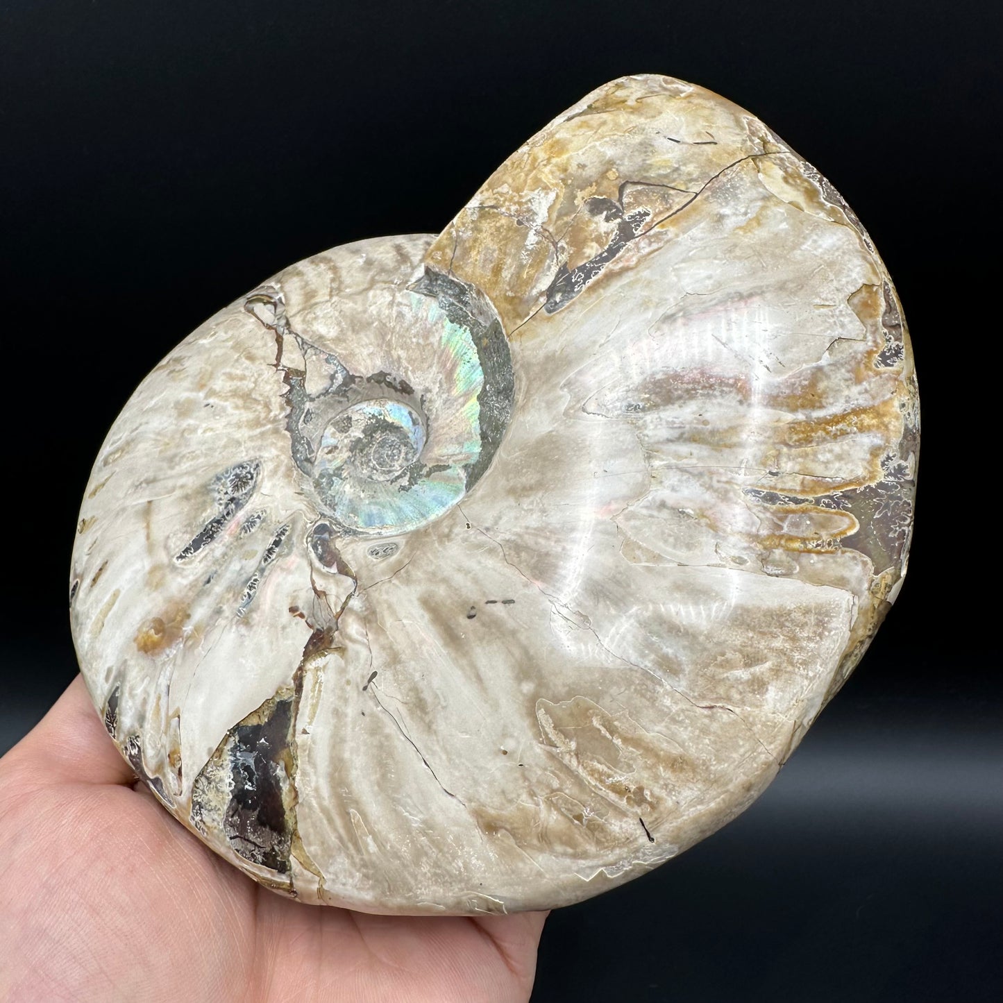 Cleoniceras Ammonite Fossil With Stand - Cretaceous Ammonite Madagascar