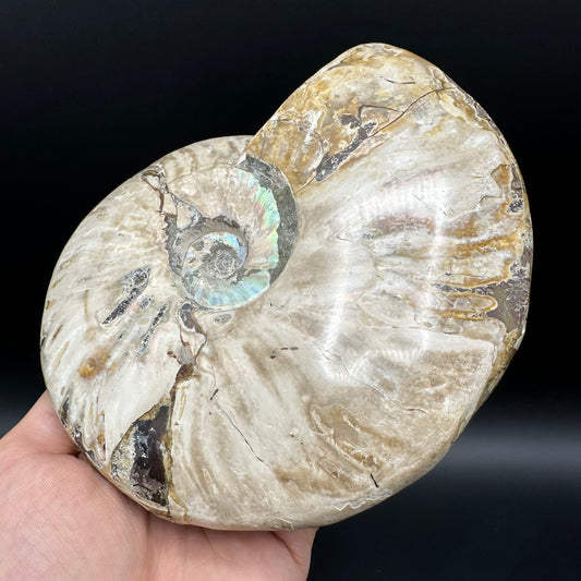 Cleoniceras Ammonite Fossil With Stand - Cretaceous Ammonite Madagascar