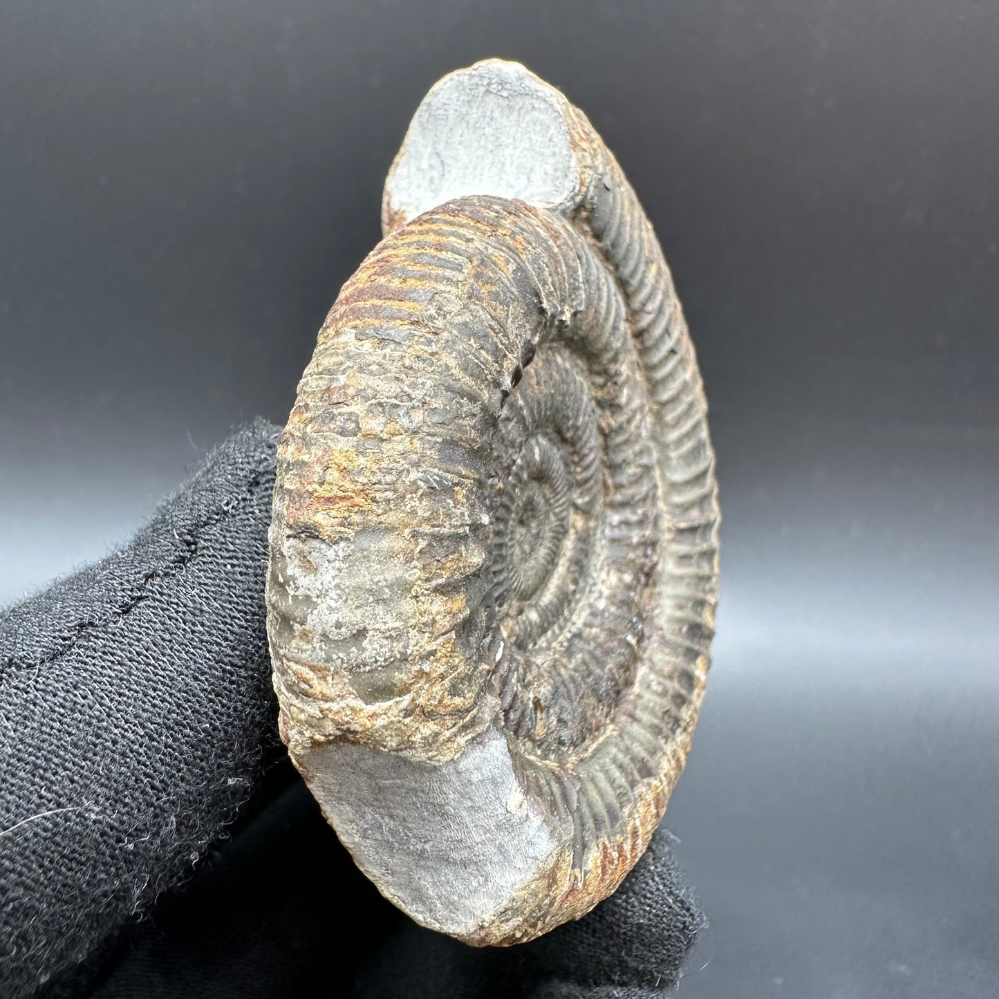 Dactylioceras Ammonite Fossil With Box And Stand - Whitby, North Yorkshire Jurassic Coast Yorkshire Fossils