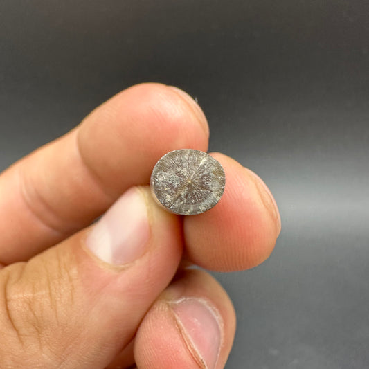 Belemnite (Fossil Squid) shell fossil - Whitby, North Yorkshire Jurassic Coast Yorkshire Fossils