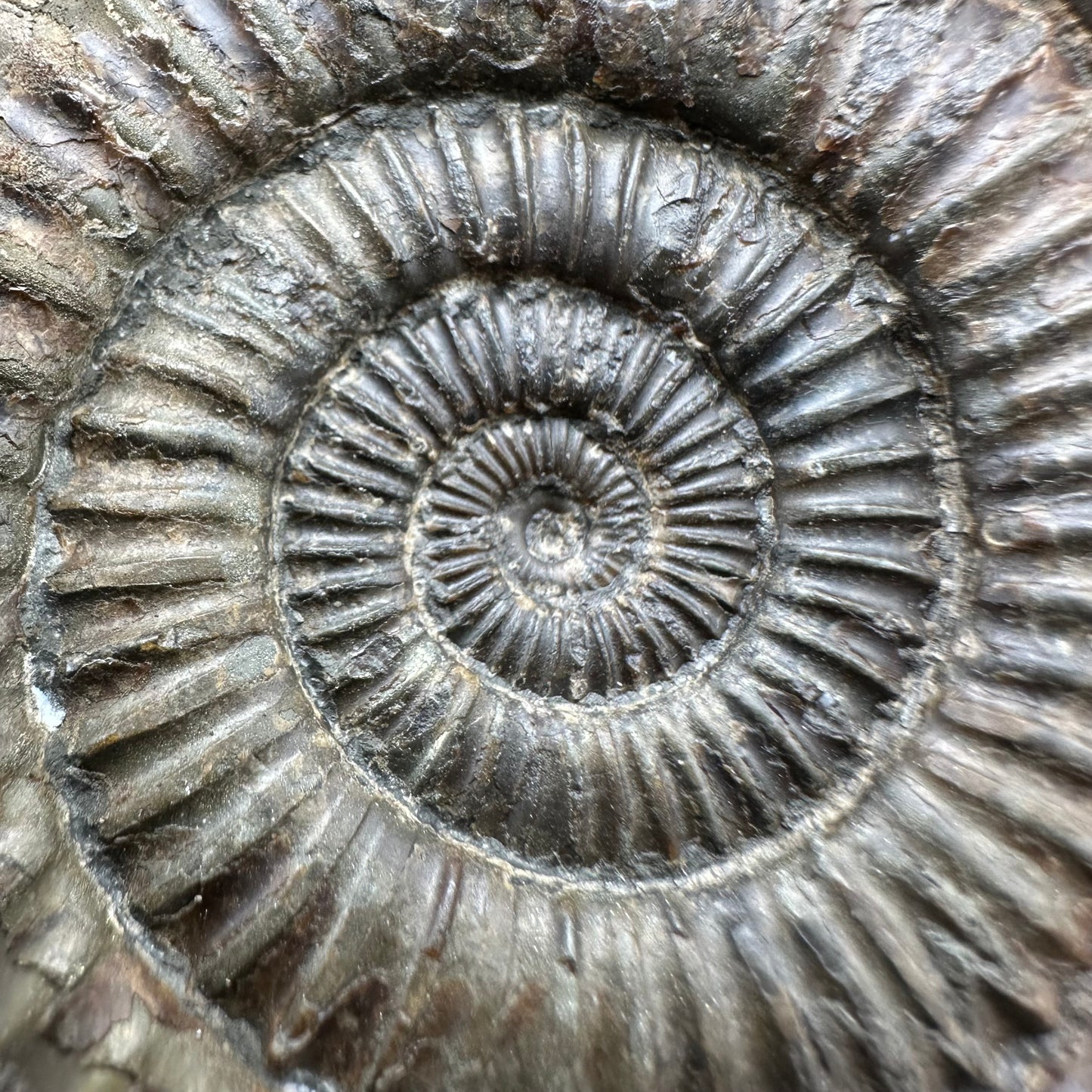 Dactylioceras Ammonite Fossil With Box And Stand - Whitby, North Yorkshire Jurassic Coast Yorkshire Fossils