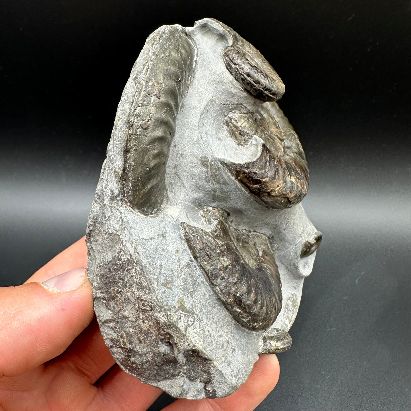 Grammoceras thoaurense Ammonite shell fossil with box and stand - Whitby, North Yorkshire, Yorkshire Fossils from the Jurassic Coast