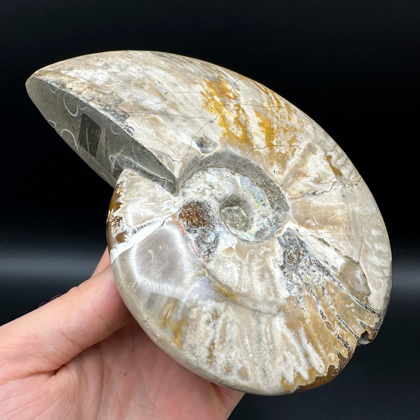 Cleoniceras Ammonite Fossil With Stand - Cretaceous Ammonite Madagascar