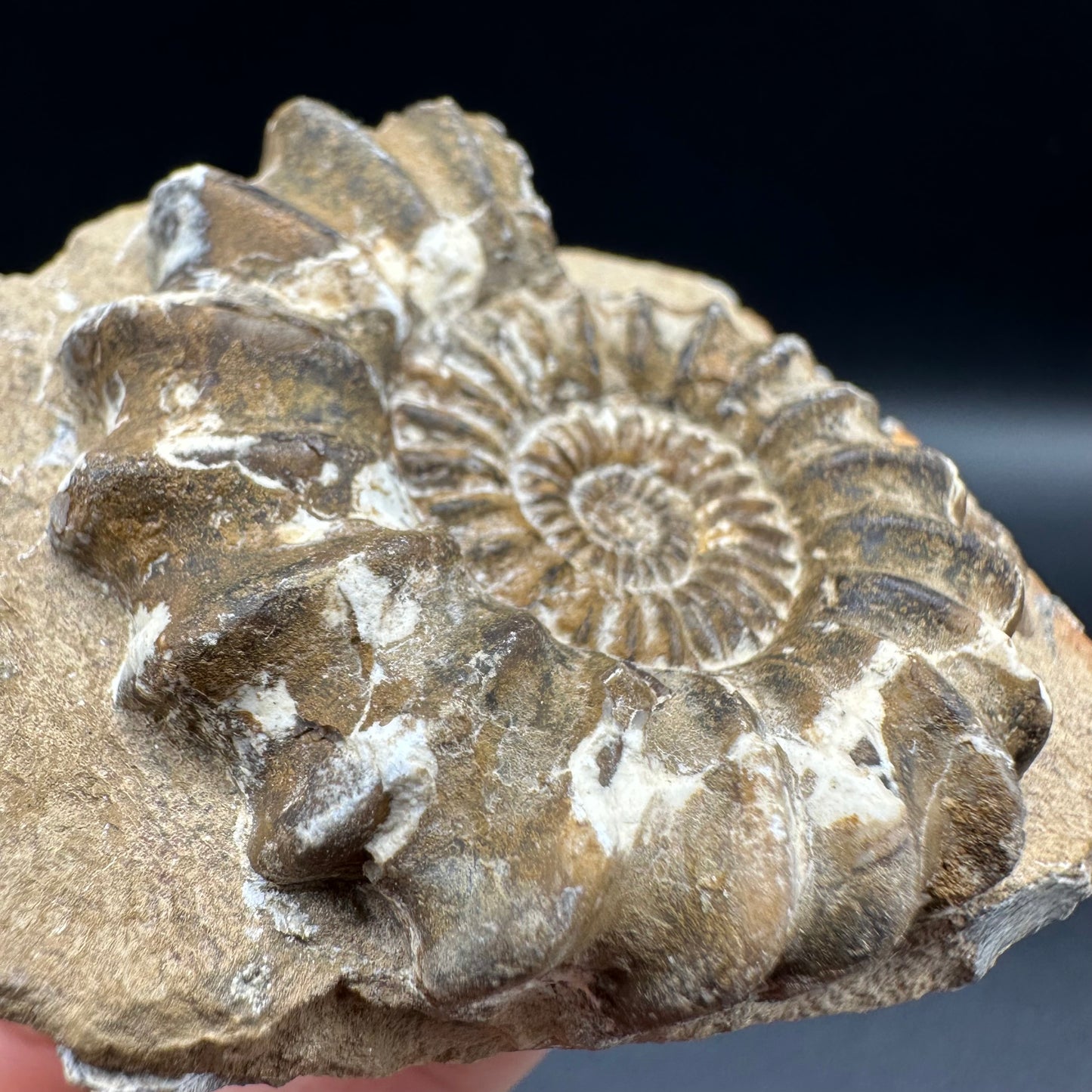 Androgynoceras capricornus Ammonite fossil with box and stand - Whitby, North Yorkshire Jurassic Coast Yorkshire Fossils