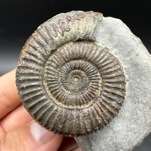 Dactylioceras Ammonite Fossil With box and Stand - Whitby, North Yorkshire Jurassic Coast Yorkshire Fossils