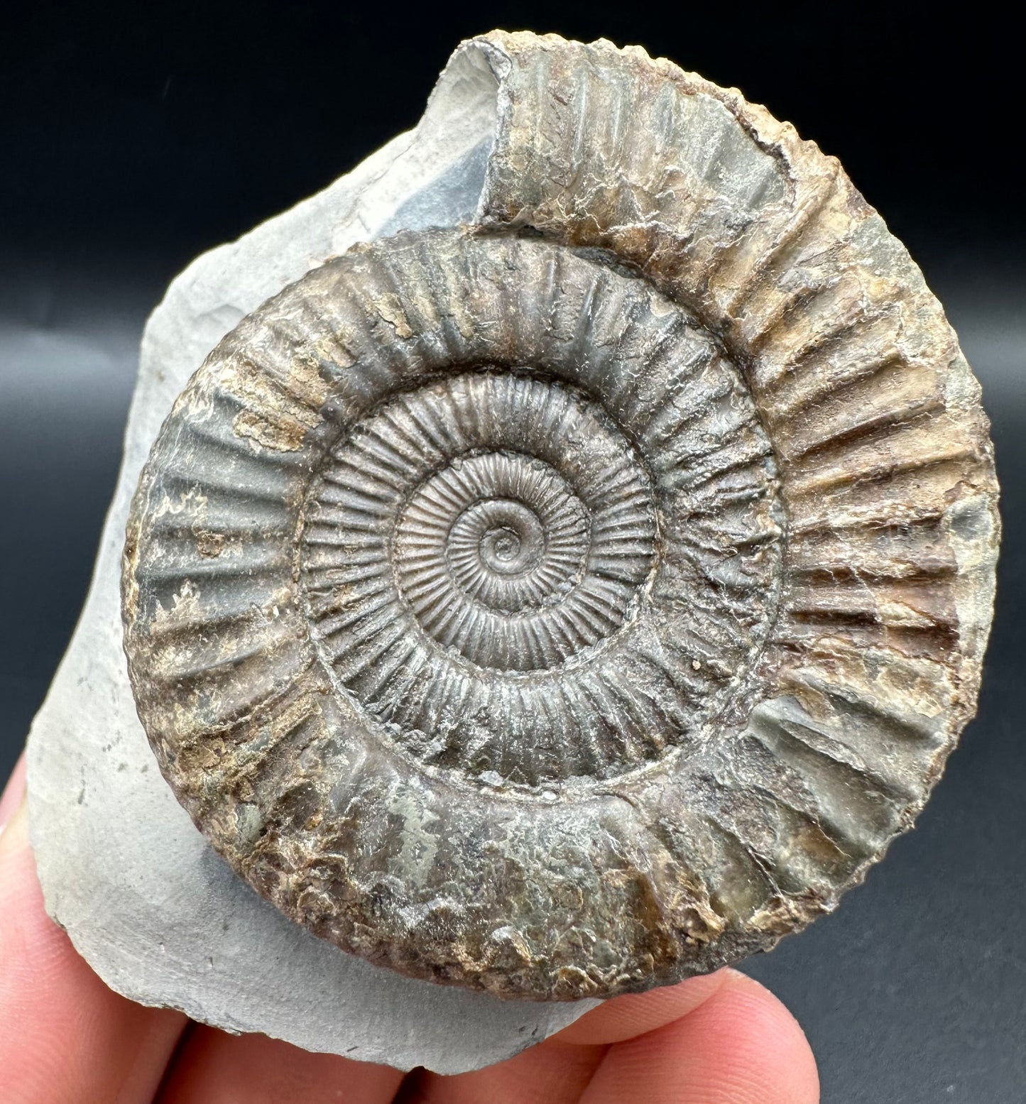 Dactylioceras Ammonite Fossil With Box And Stand - Whitby, North Yorkshire Jurassic Coast Yorkshire Fossils
