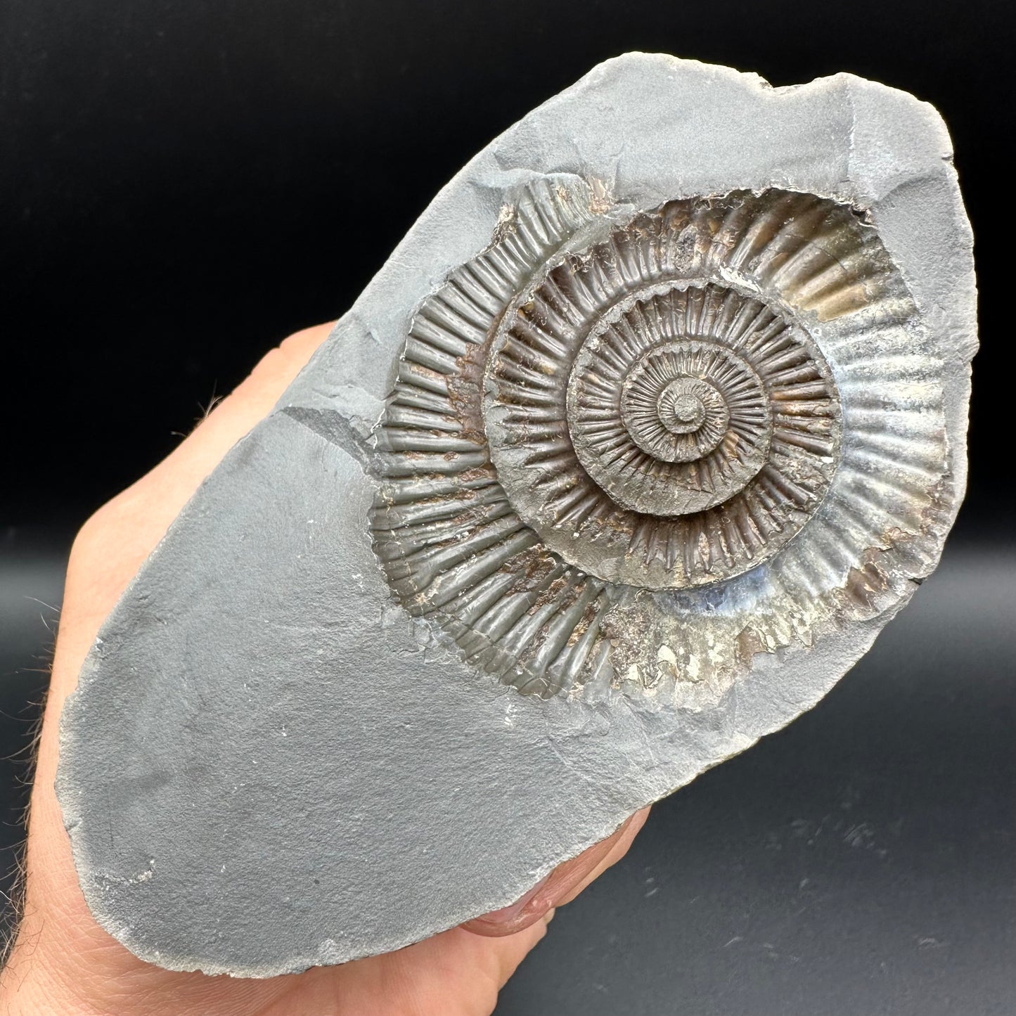 Dactylioceras Ammonite nodule (split pair) Fossil With Stand - Whitby, North Yorkshire Jurassic Coast Yorkshire Fossils