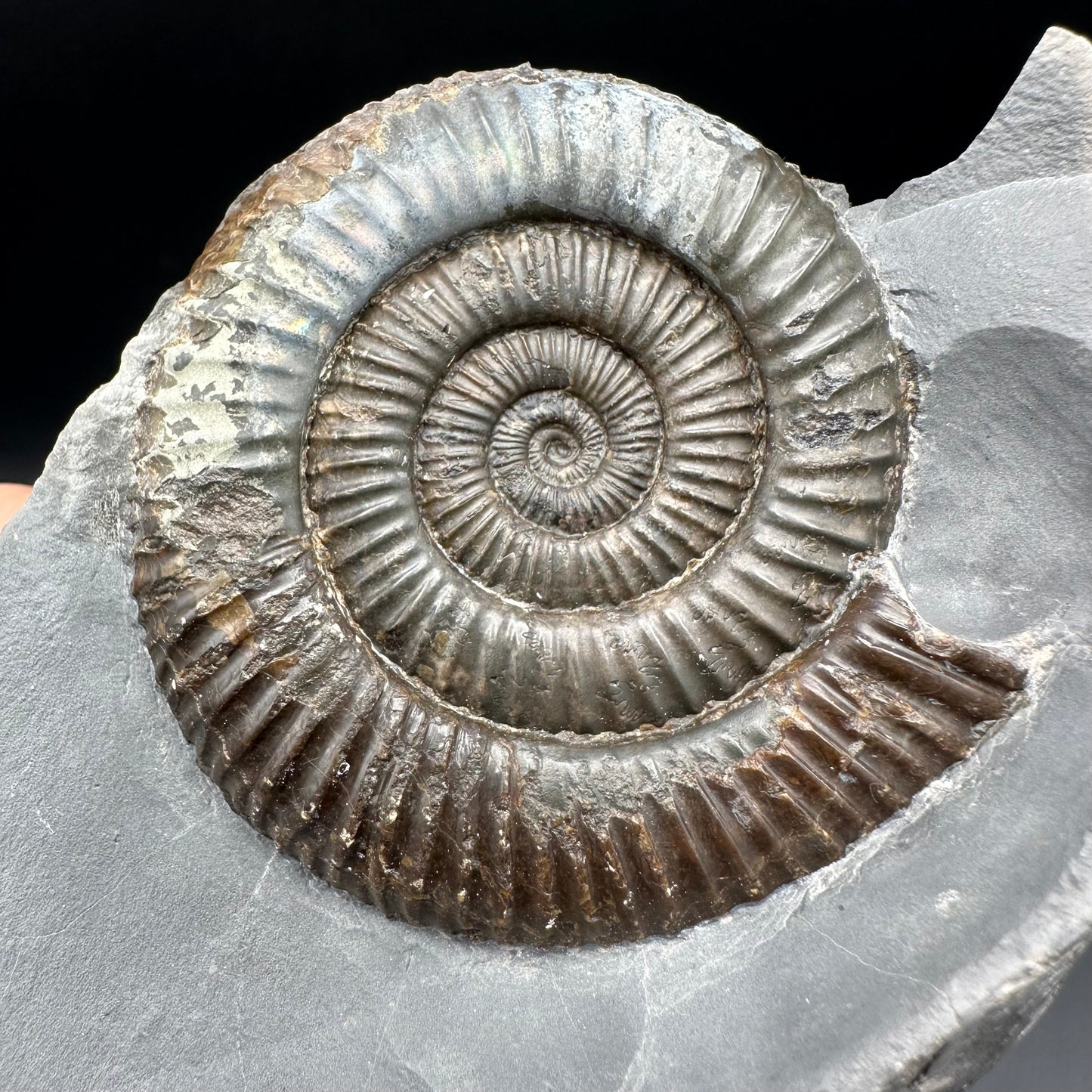 Dactylioceras Ammonite nodule (split pair) Fossil With Stand - Whitby, North Yorkshire Jurassic Coast Yorkshire Fossils