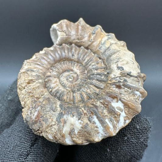 Oistoceras figulinum ammonite fossil with box and stand - Whitby, North Yorkshire Jurassic Coast Yorkshire Fossils