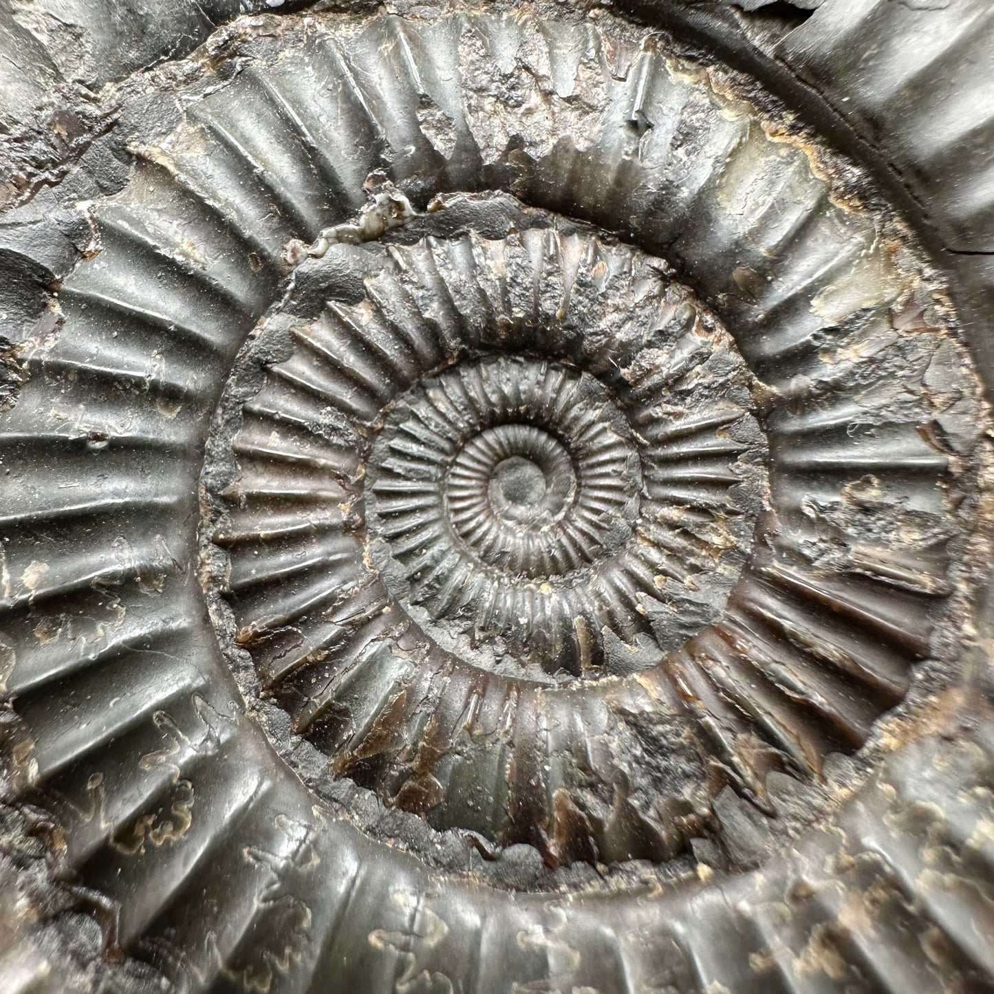 Dactylioceras Ammonite Fossil With Box And Stand - Whitby, North Yorkshire Jurassic Coast Yorkshire Fossils
