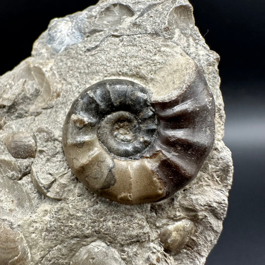 Agassiceras sp. ammonite fossil with box and stand - Whitby, North Yorkshire Jurassic Coast Yorkshire Fossils