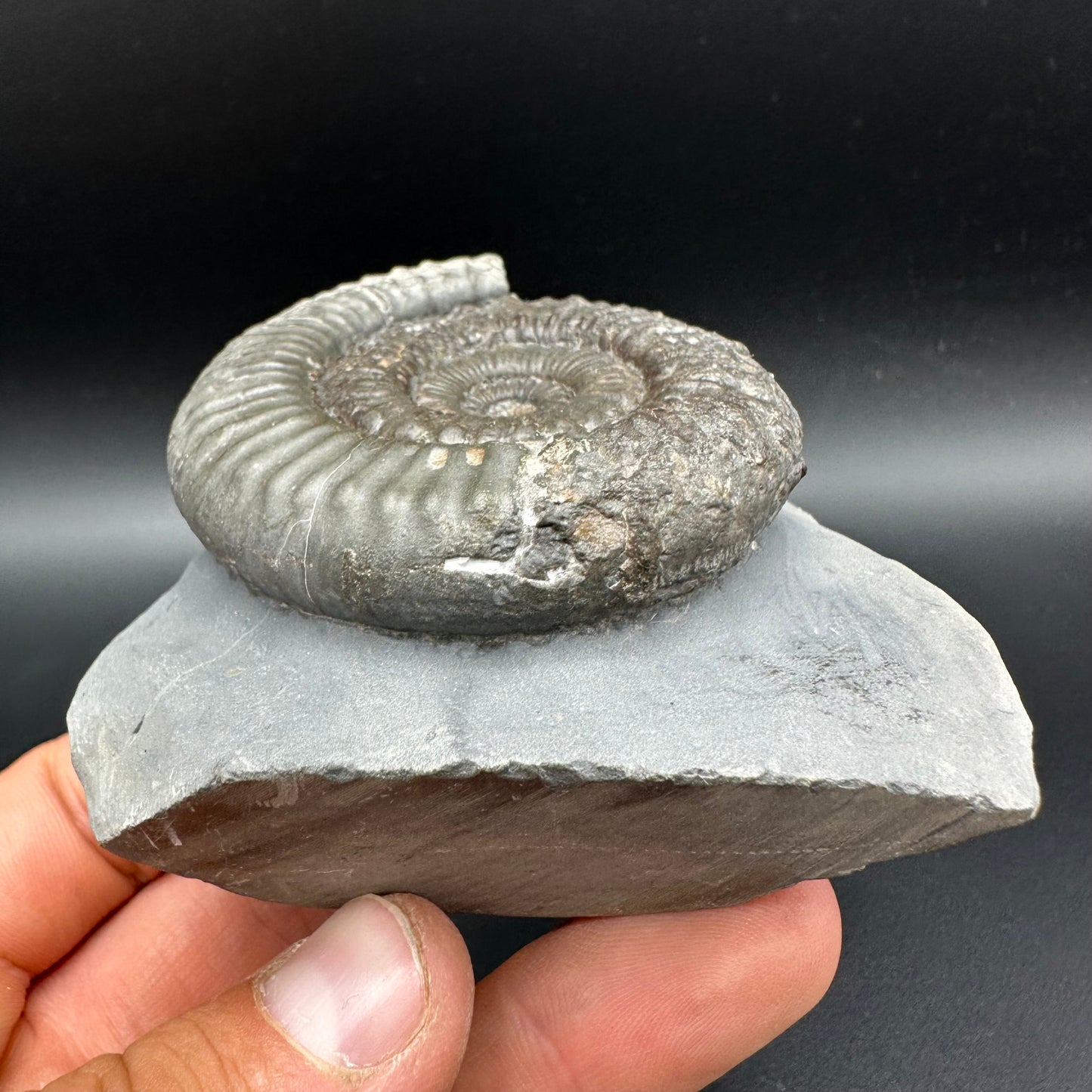 Peronoceras fibulatum Ammonite fossil with box and stand - Whitby, North Yorkshire Jurassic Coast Yorkshire Fossils
