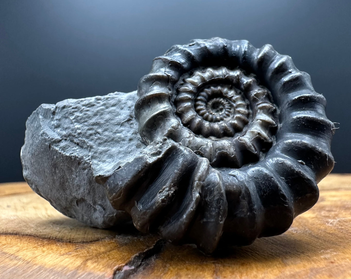 Gagaticeras Ammonite fossil with box and stand - Whitby, North Yorkshire Jurassic Coast Yorkshire Fossils