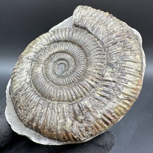 Dactylioceras Ammonite Fossil With Box And Stand - Whitby, North Yorkshire Jurassic Coast Yorkshire Fossils