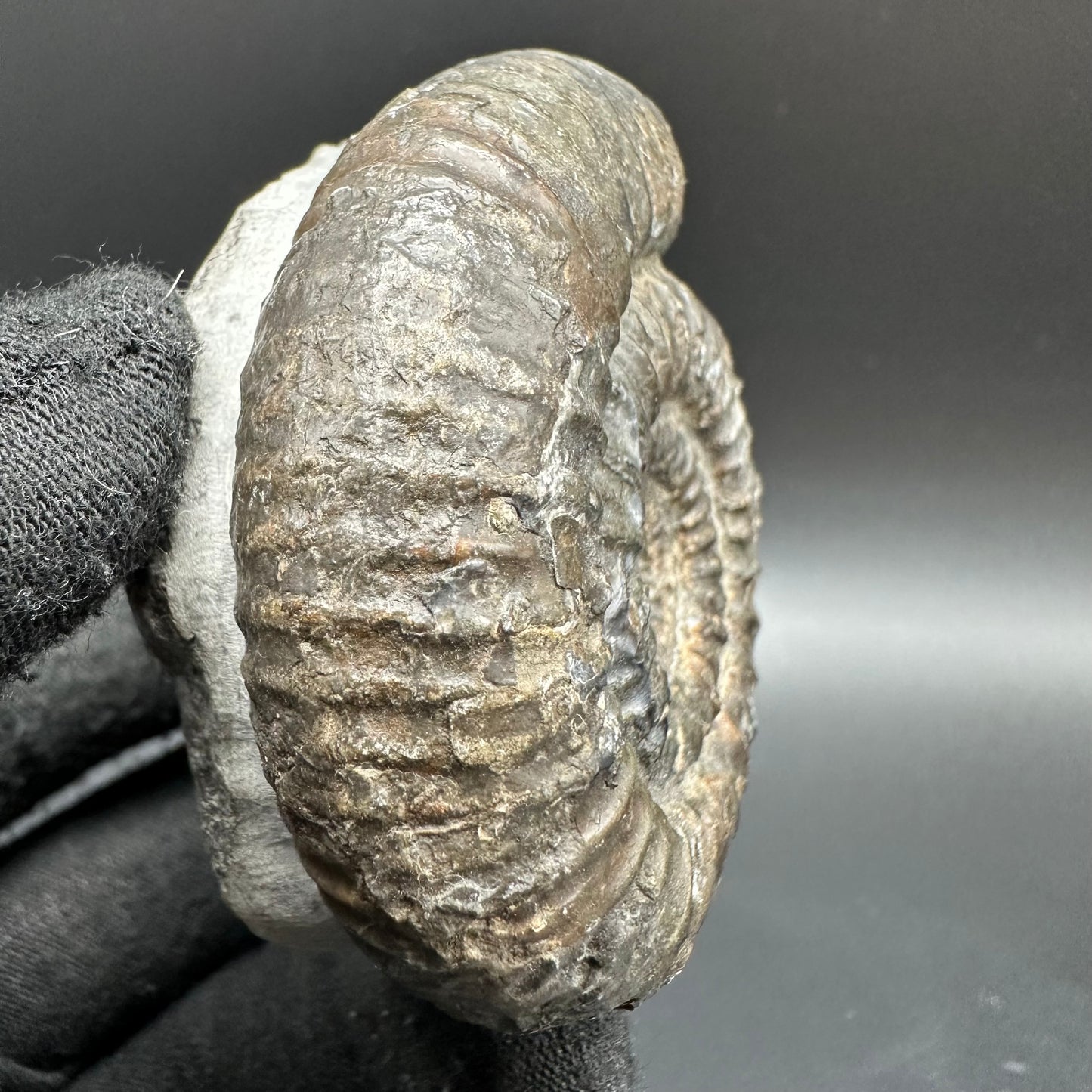 Catacoeloceras Sp. ammonite fossil with box and stand- Whitby, North Yorkshire Jurassic Coast Yorkshire Fossils