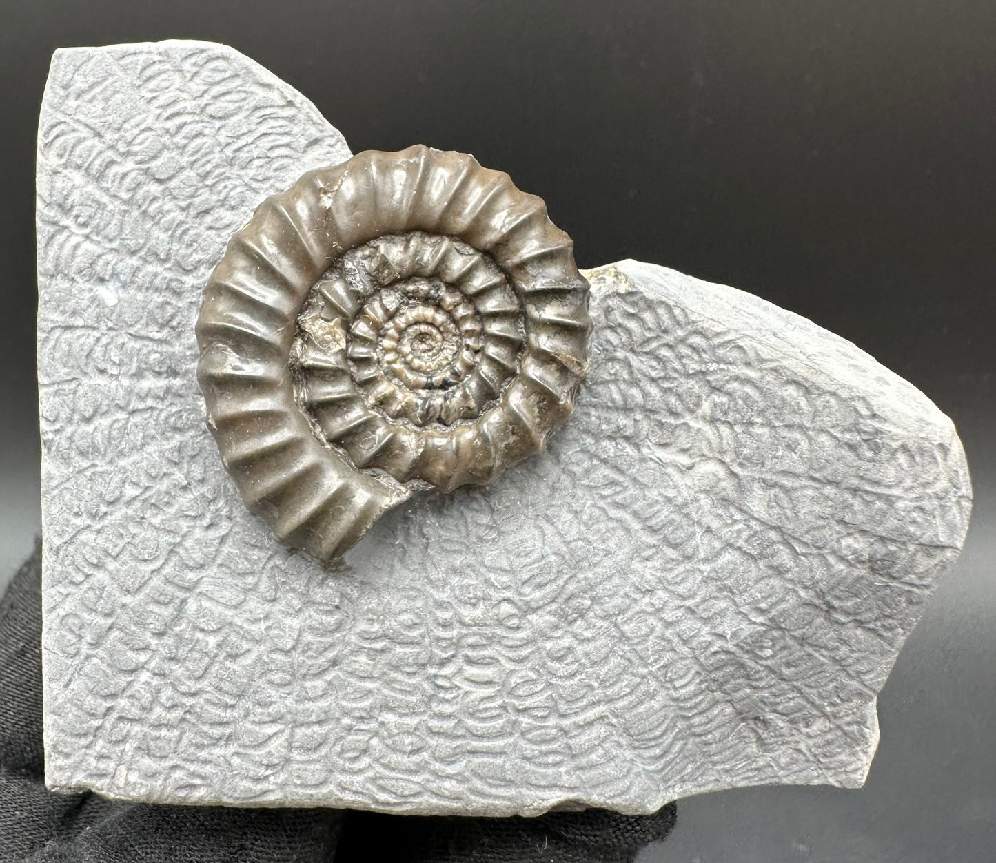 Gagaticeras Ammonite fossil with box and stand - Whitby, North Yorkshire Jurassic Coast Yorkshire Fossils