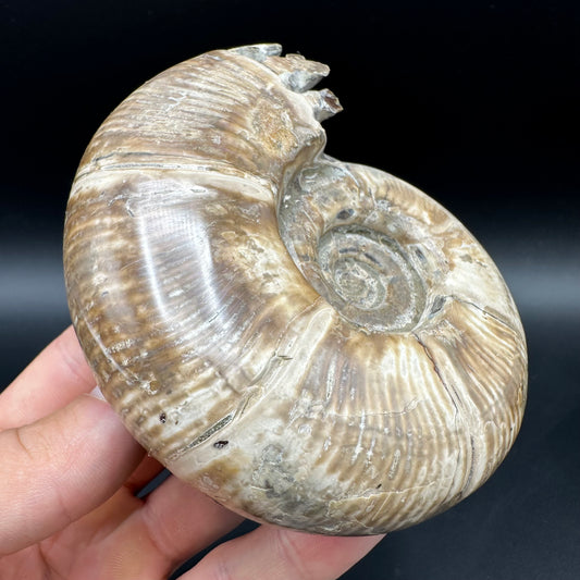 Puzosia Ammonite Fossil With Box And Stand - Cretaceous Ammonite Madagascar