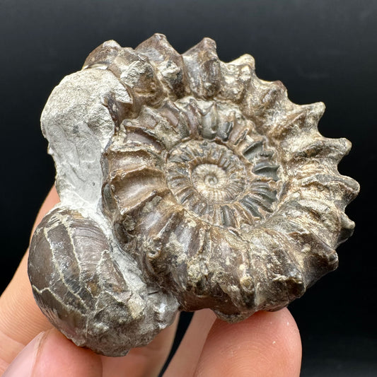 Oistoceras figulinum ammonite fossil with box and stand - Whitby, North Yorkshire Jurassic Coast Yorkshire Fossils