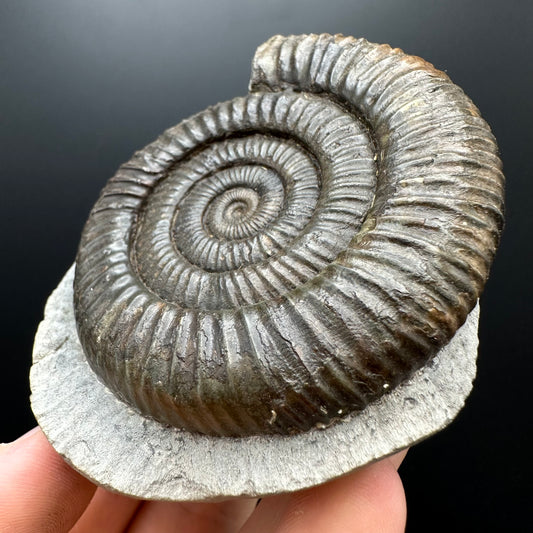 Dactylioceras Ammonite Fossil With box and Stand - Whitby, North Yorkshire Jurassic Coast Yorkshire Fossils