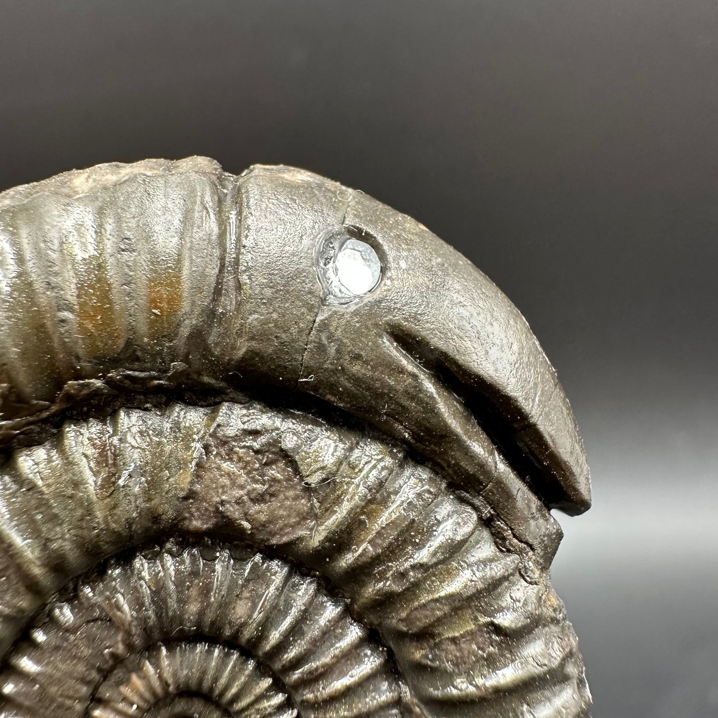 Snakestone Ammonite Fossil With Bag/Box And Stand - Whitby, North Yorkshire Jurassic Coast Yorkshire Fossils