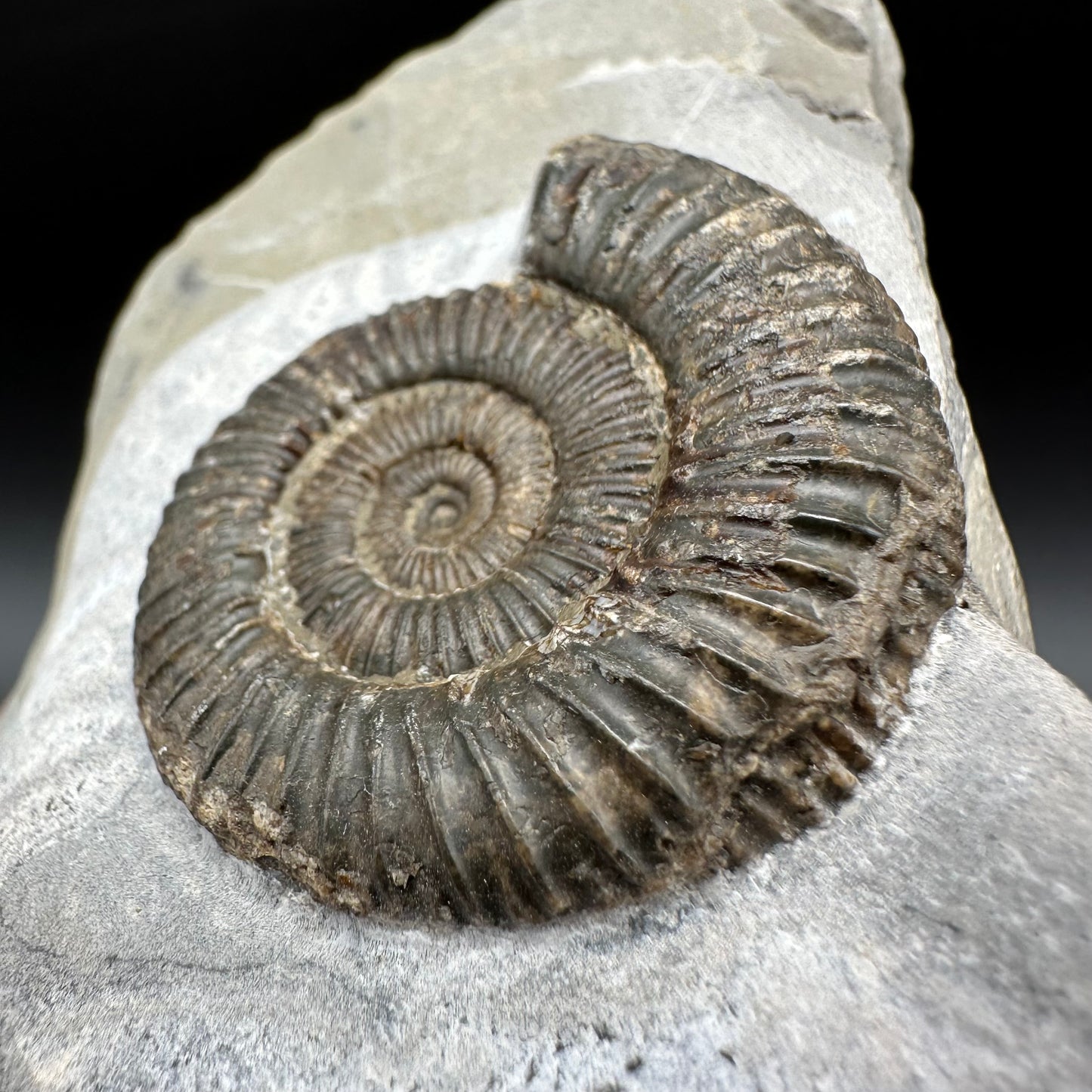 Dactylioceras Ammonite Fossil With Box And Stand - Whitby, North Yorkshire Jurassic Coast Yorkshire Fossils