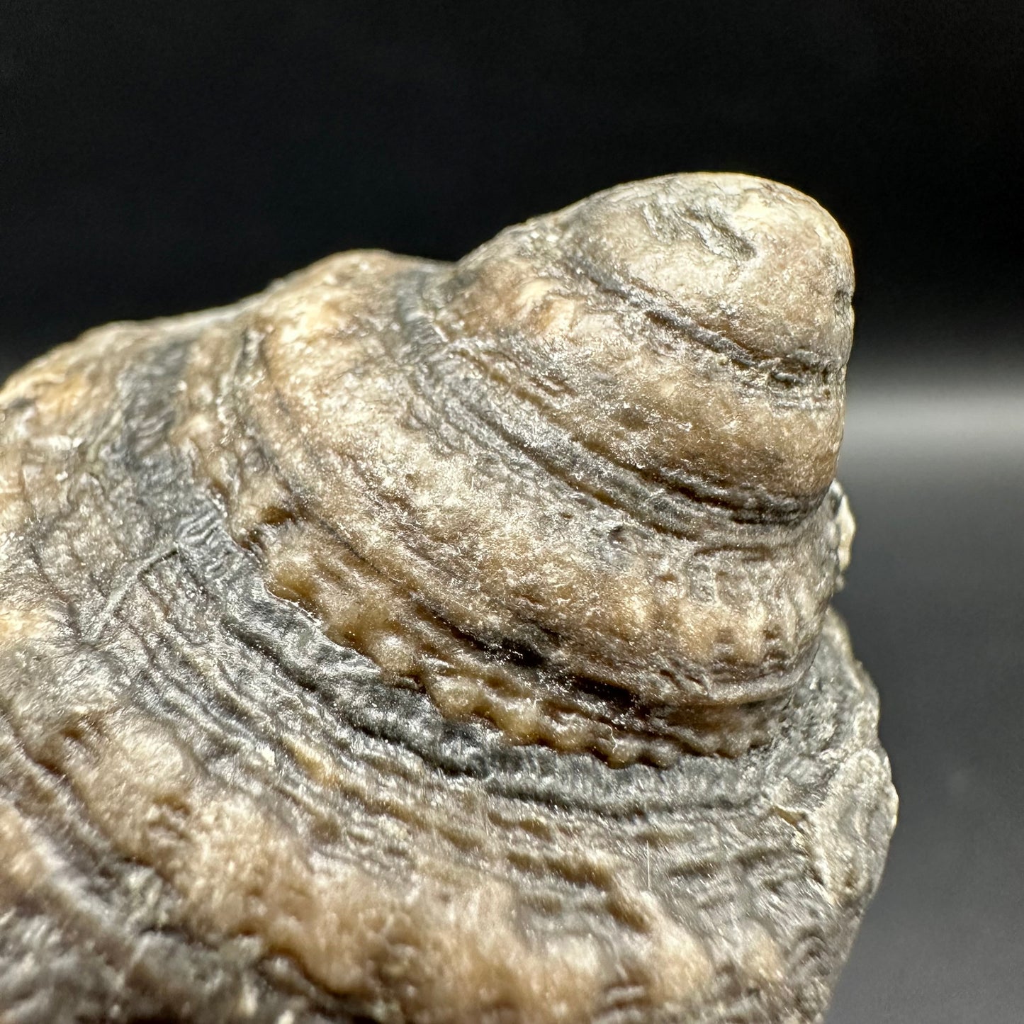 Gastropod Shell Fossil With Box And Stand - Whitby, North Yorkshire, Jurassic Coast, Yorkshire Fossils