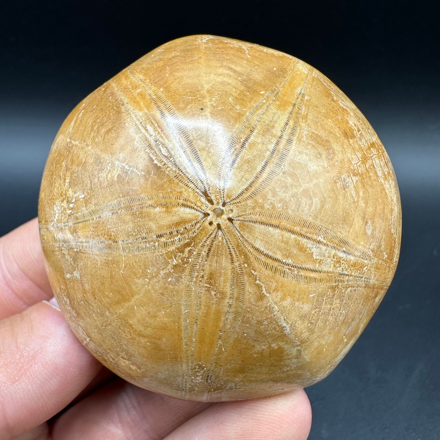 Holectypus Sea Urchin Fossil With Box And Stand - Middle Jurassic Madagascar