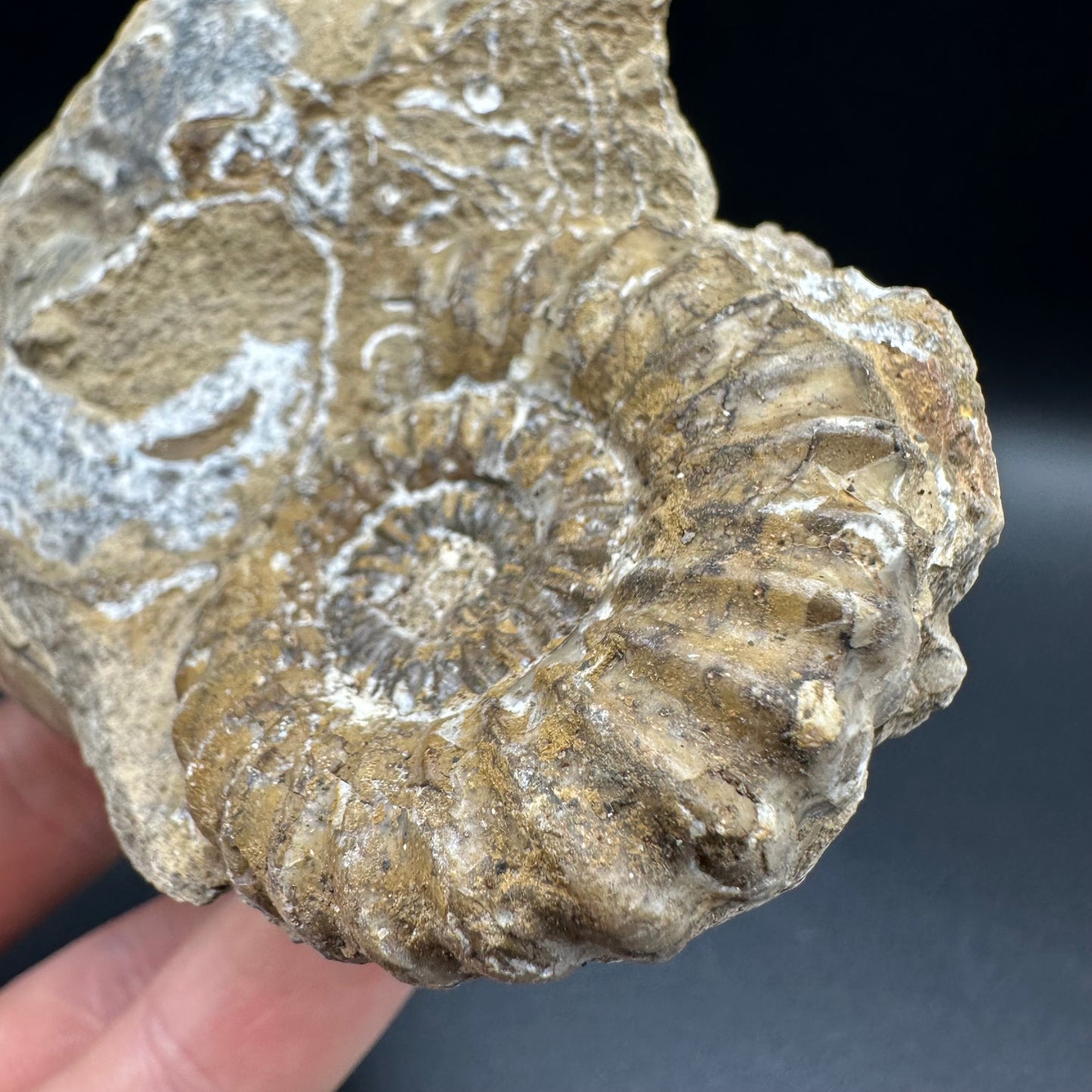 Androgynoceras capricornus Ammonite fossil with box and stand - Whitby, North Yorkshire Jurassic Coast Yorkshire Fossils