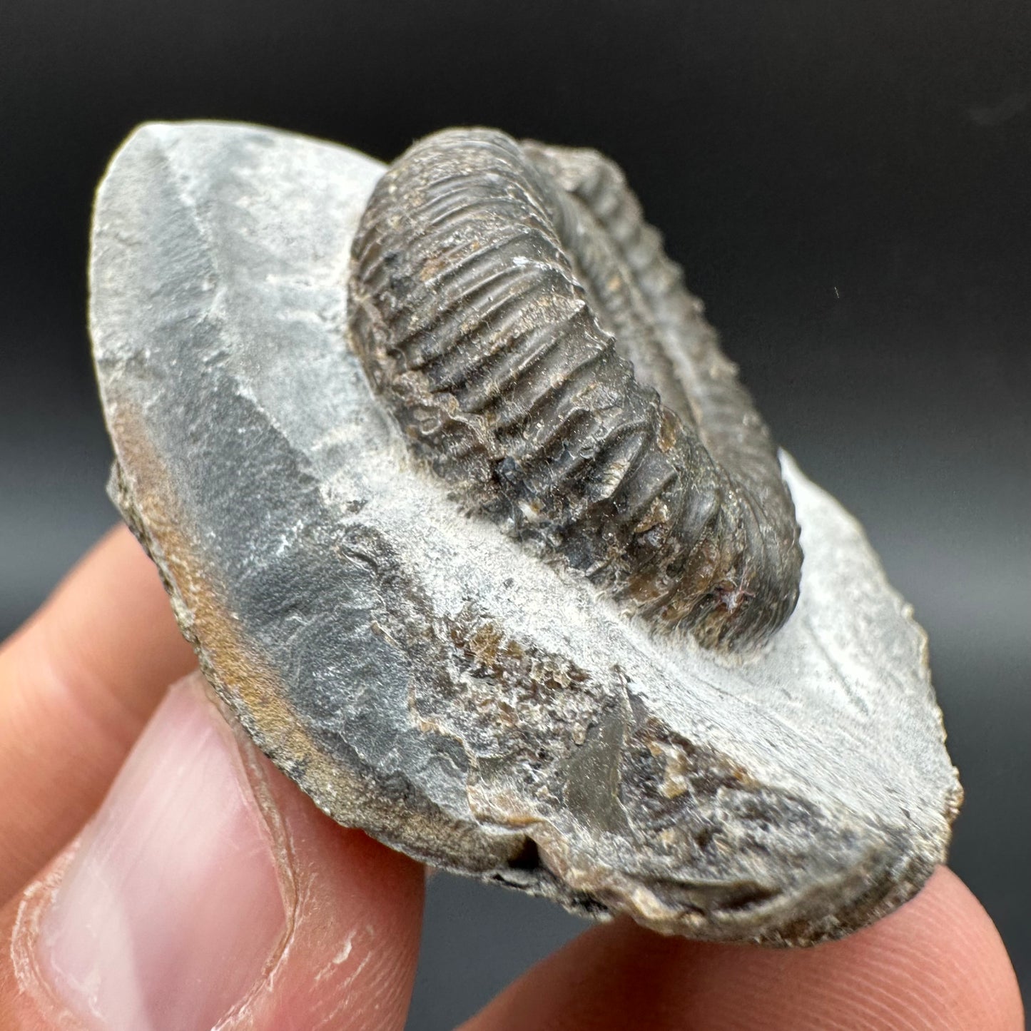 Dactylioceras Ammonite Fossil With Box And Stand - Whitby, North Yorkshire Jurassic Coast Yorkshire Fossils