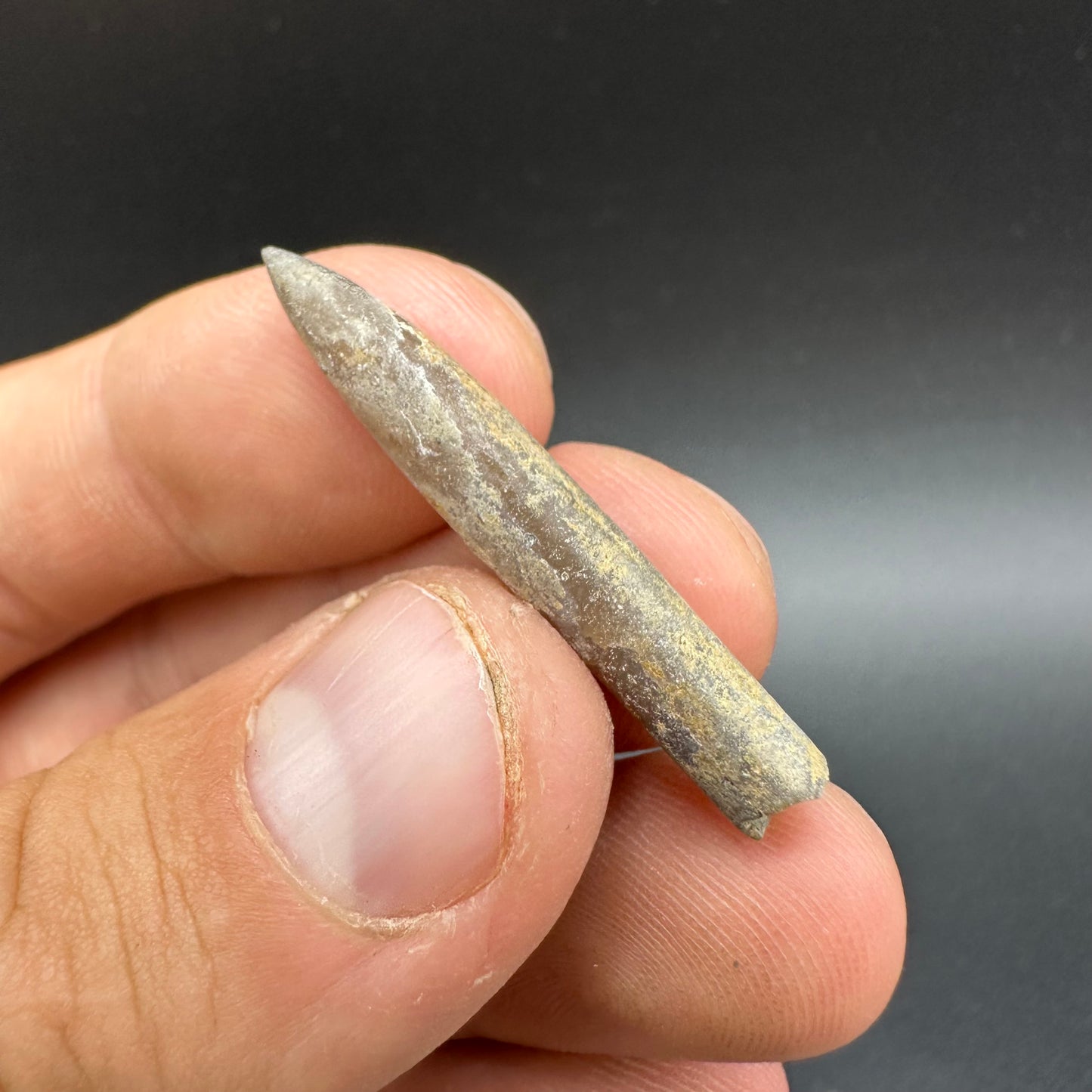 Belemnite (Fossil Squid) shell fossil - Whitby, North Yorkshire Jurassic Coast Yorkshire Fossils