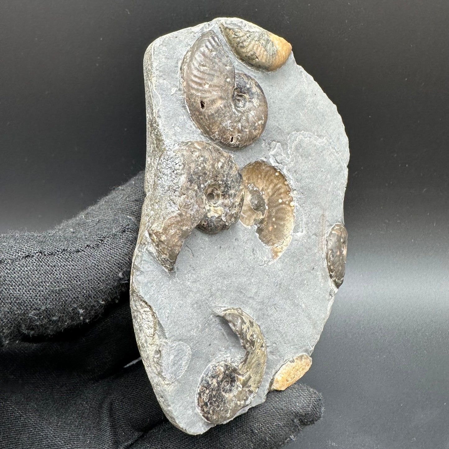Eleganticeras Elegantulum ammonite with box and stand - Whitby, North Yorkshire Jurassic Coast, Yorkshire Fossils
