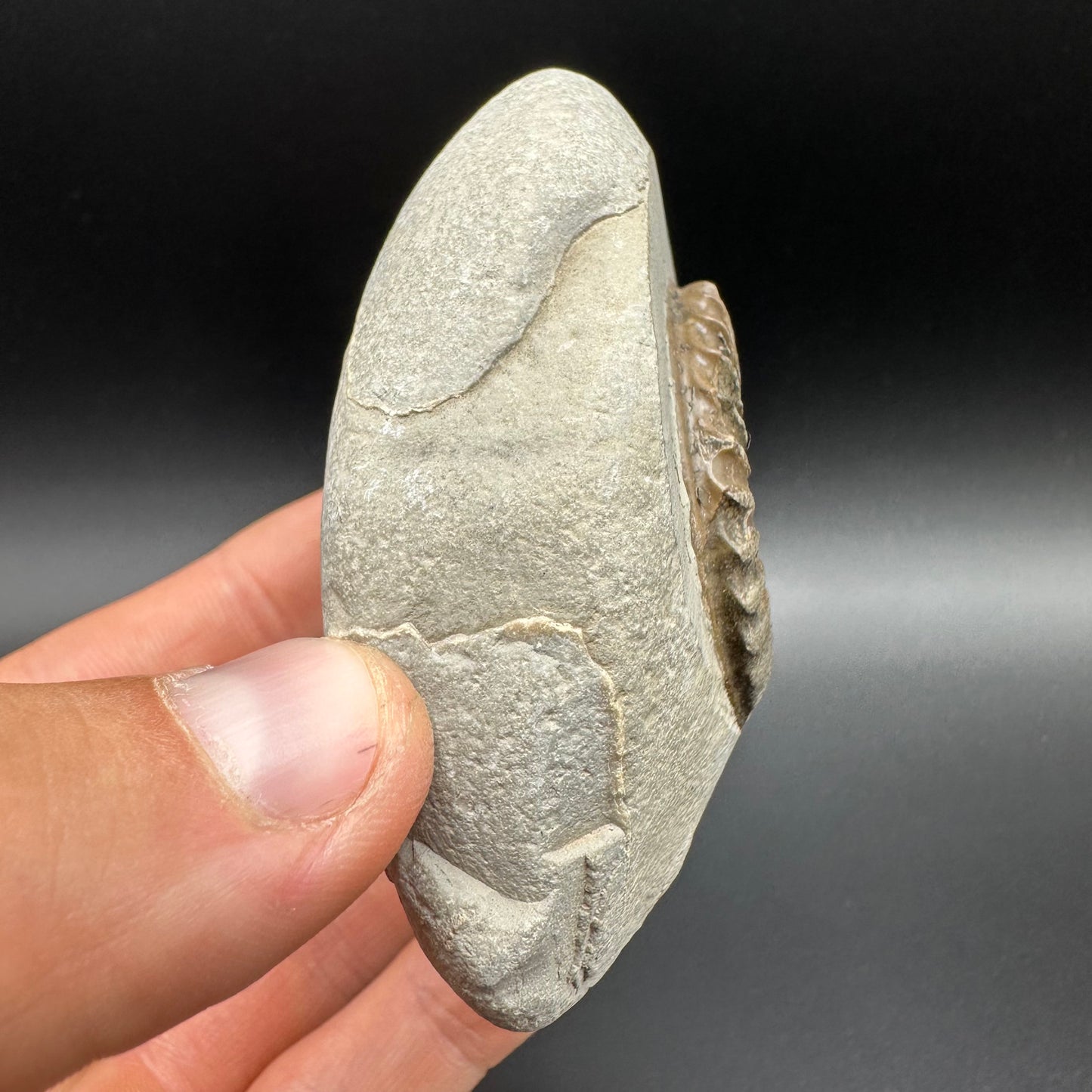 Arnioceras ammonite shell fossil with box and stand - Whitby, North Yorkshire Jurassic Coast Yorkshire Fossils