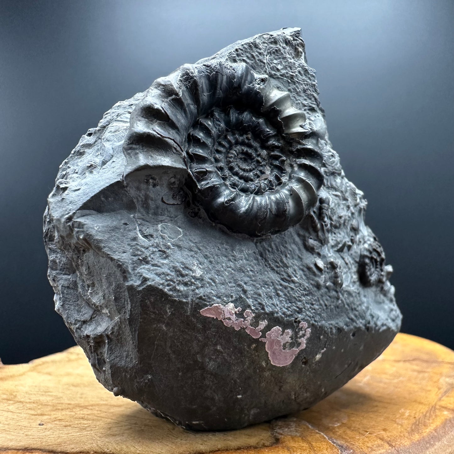 Gagaticeras Ammonite fossil with box and stand - Whitby, North Yorkshire Jurassic Coast Yorkshire Fossils