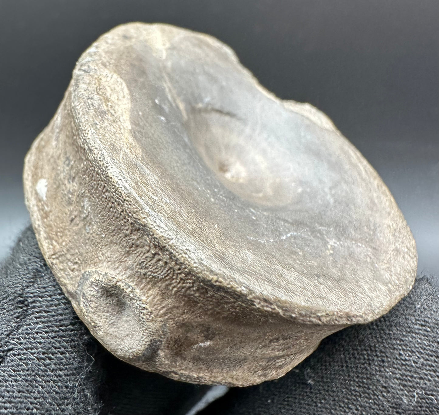 Ichthyosaur Vertebra fossil with box and stand - Whitby, North Yorkshire Jurassic Coast, Yorkshire fossils found on the Jurassic Coast